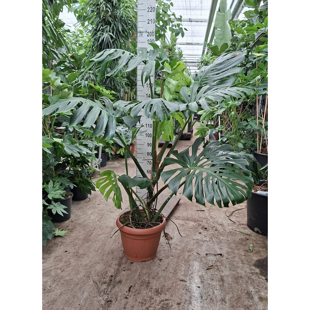 Monstera Deliciosa 180.