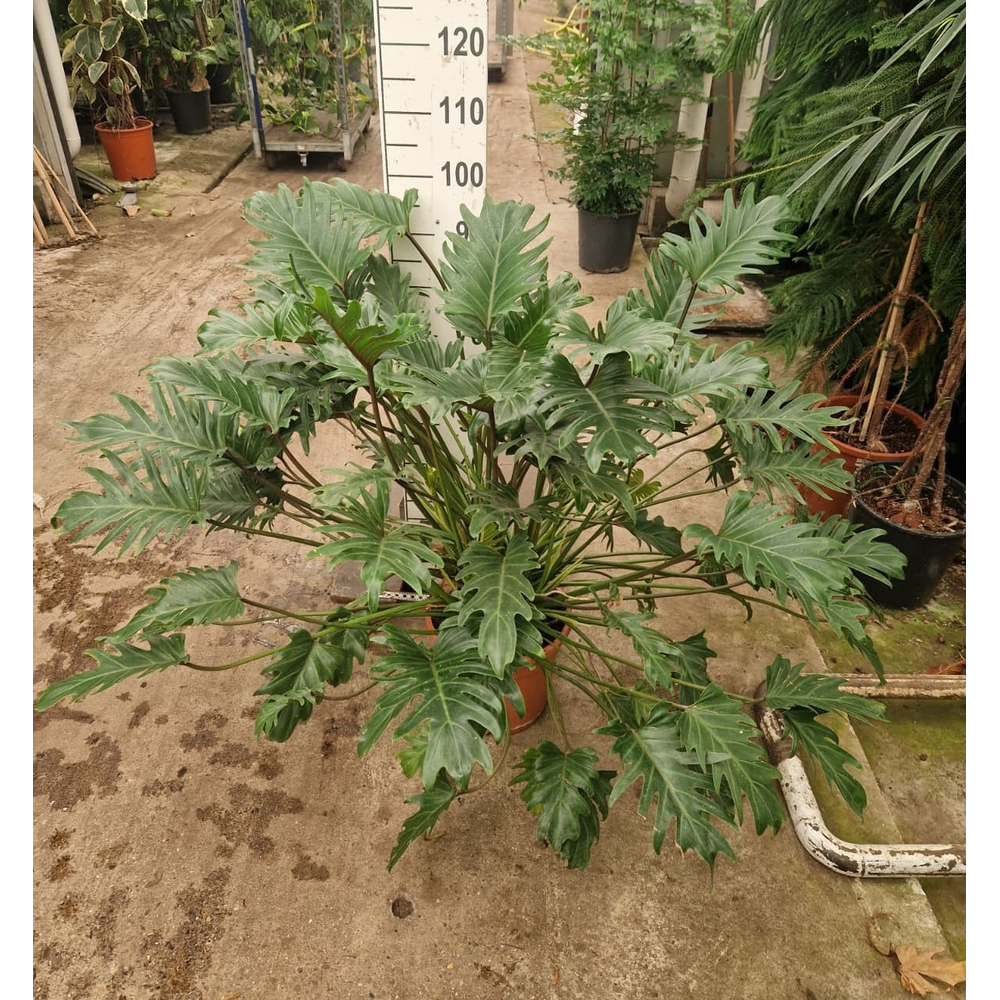 Philodendron Xanadu Bush.