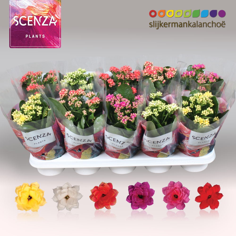 Kalanchoe Scenza - 5 Colors Mix.