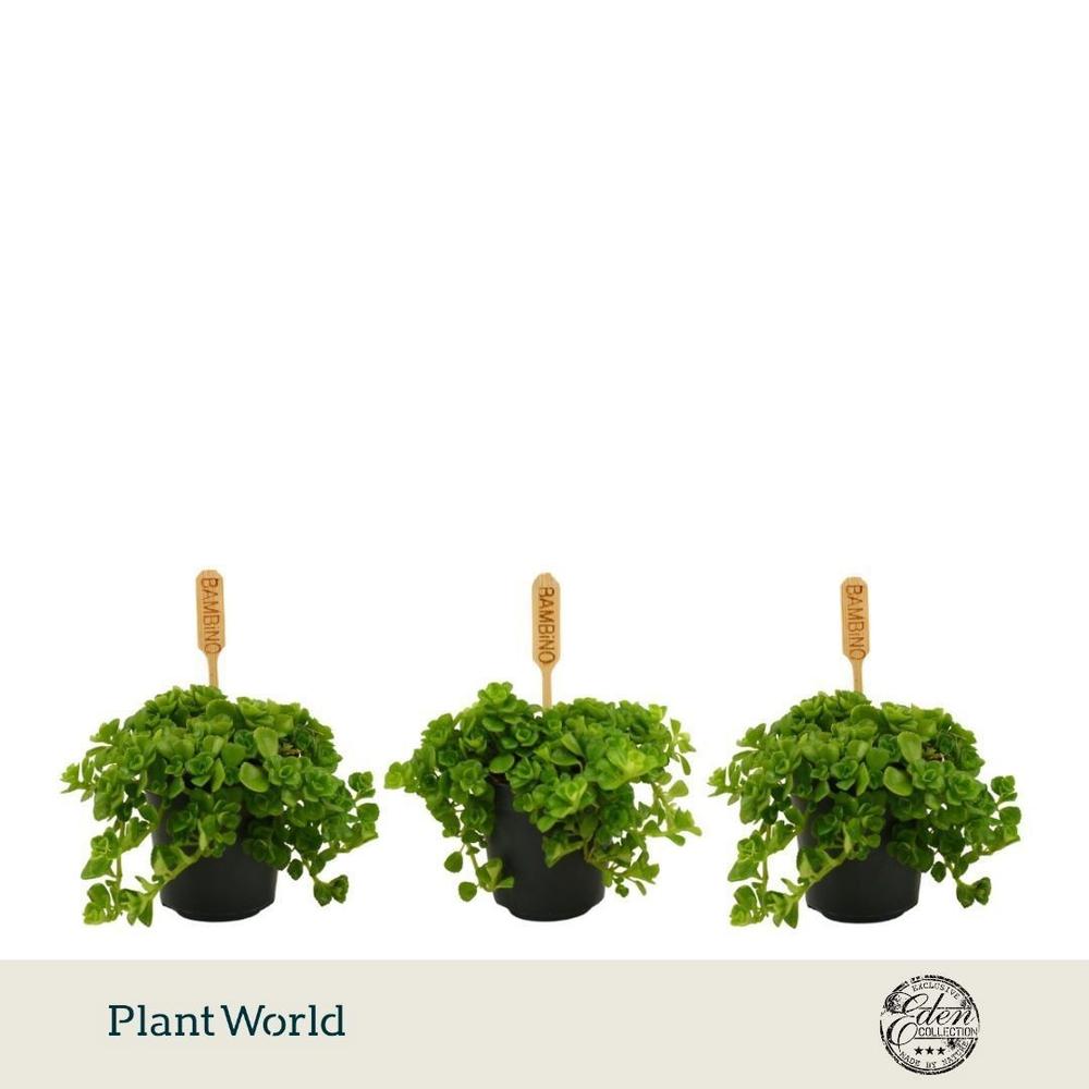 Pilea Depressa 5,5cm.