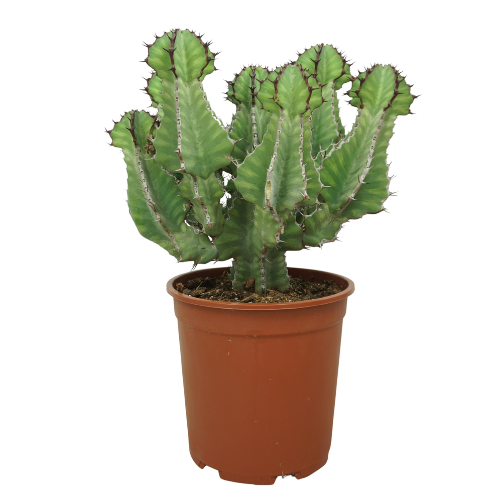 Euphorbia cooperi 27 cm.