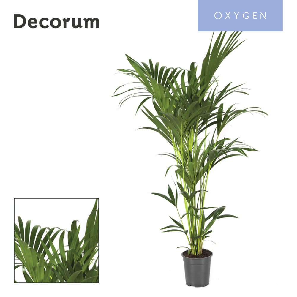 Howea forsteriana 150cm (Kentia).