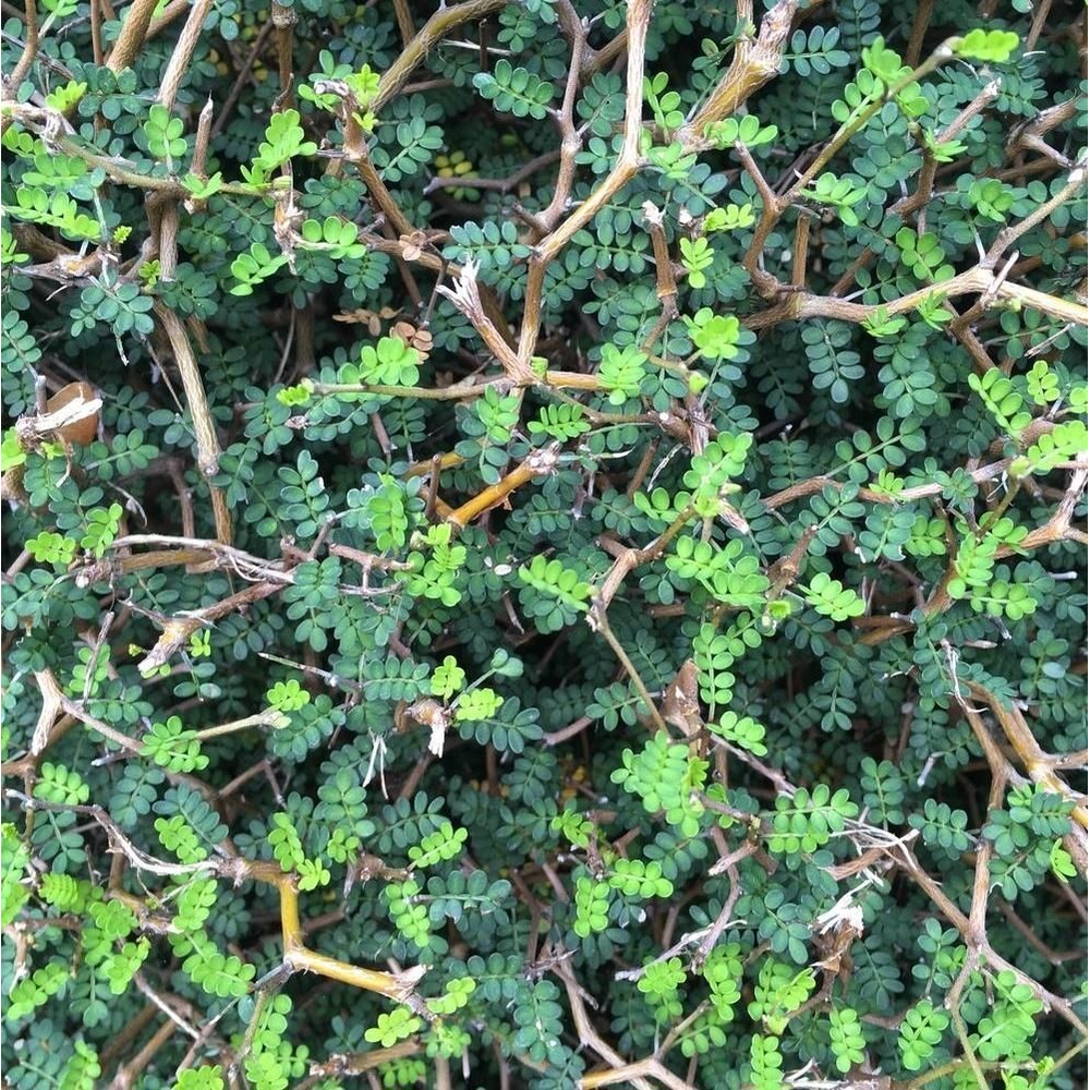 Sophora prostata ‘Little Baby’.