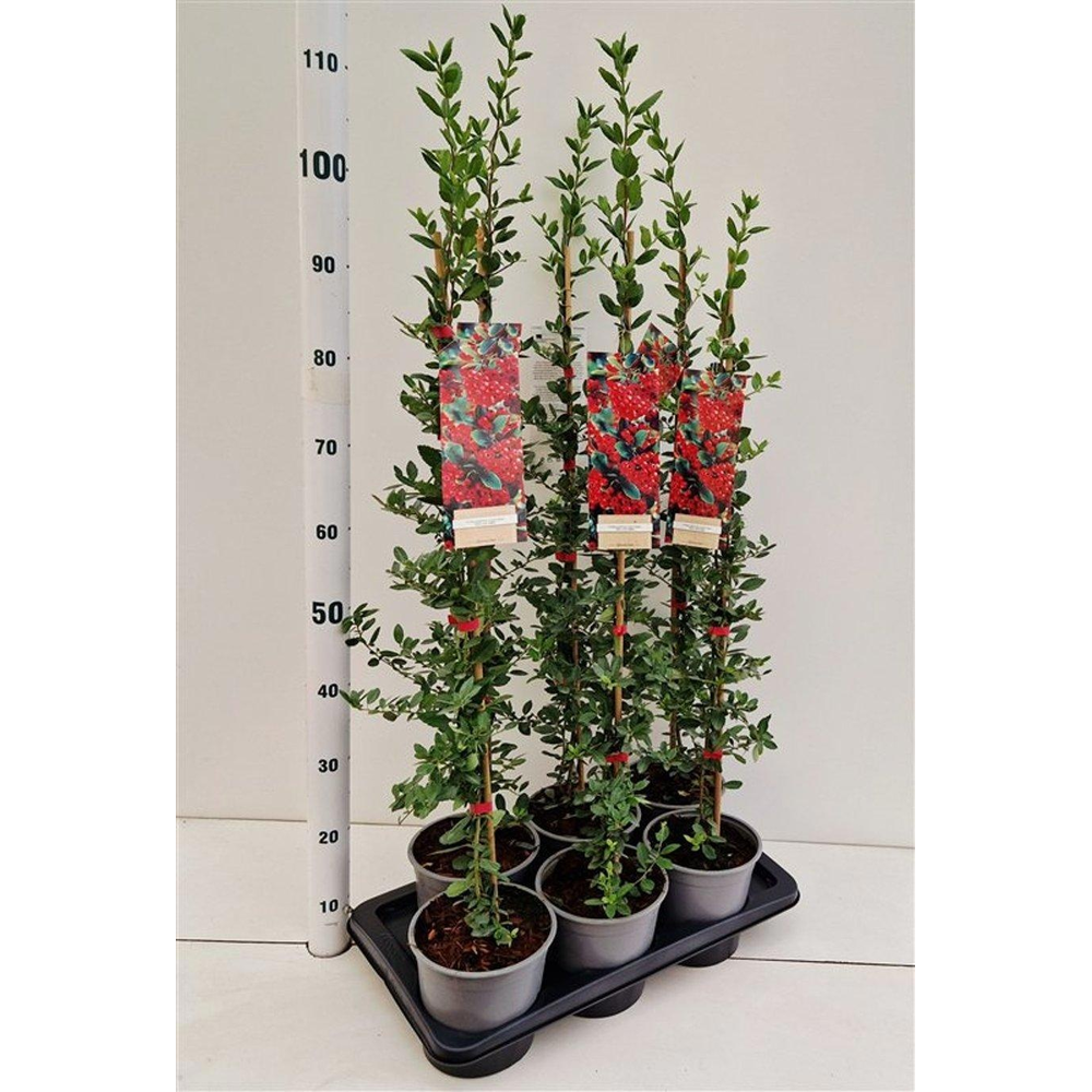 Pyracantha 'Red Column' - gestokt.