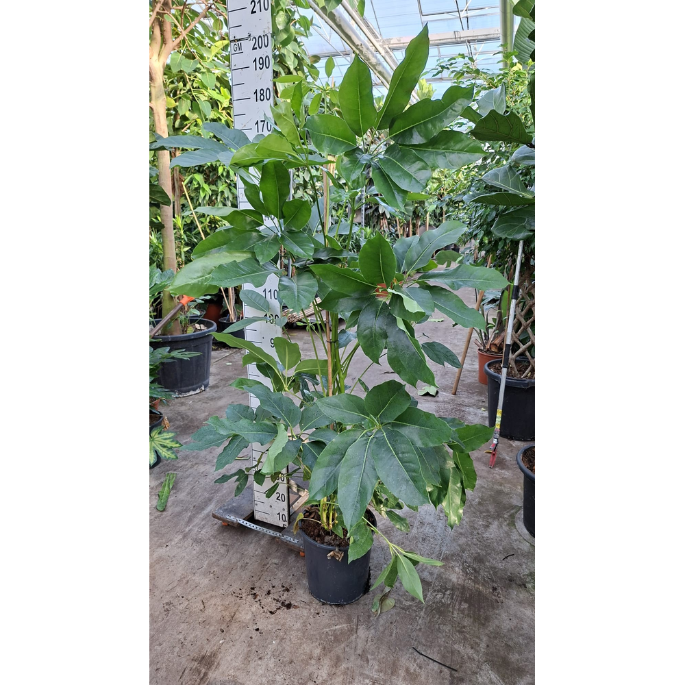 Schefflera Amate toef 170.