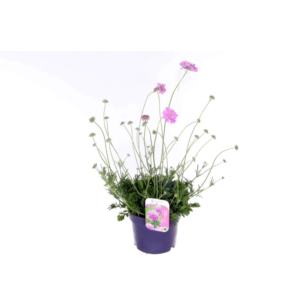 Scabiosa columbaria Pink Mist.