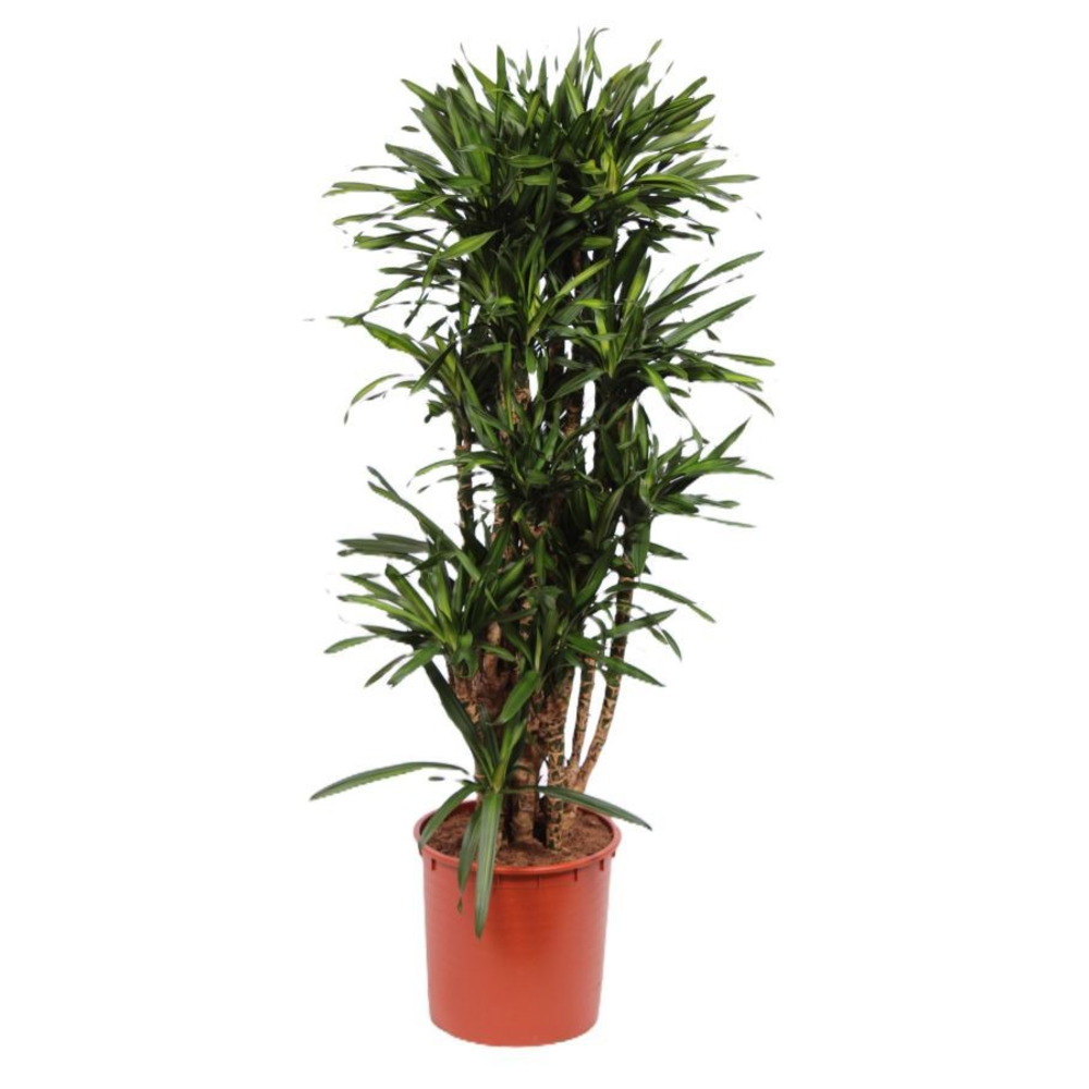 Dracaena Riki.