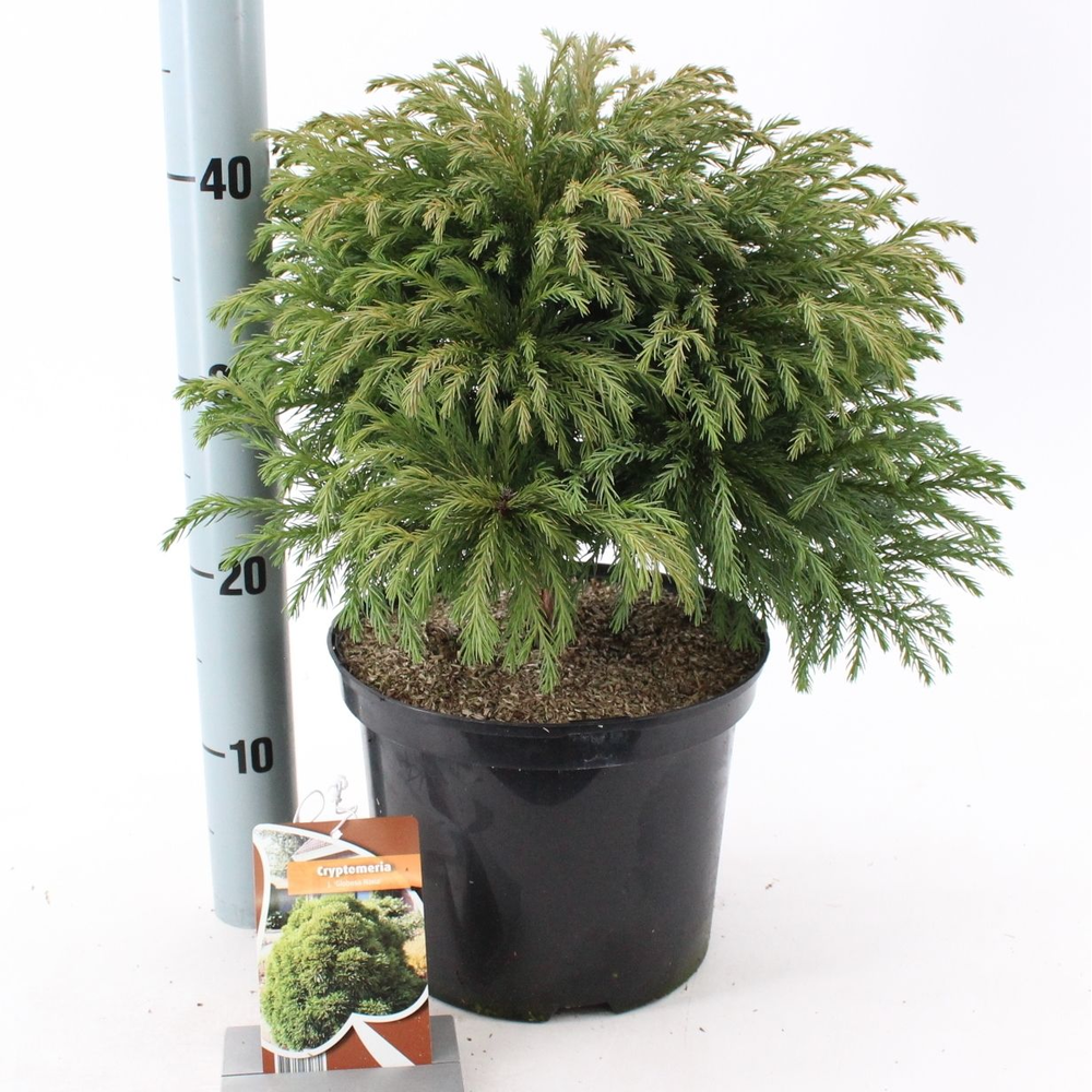 Cryptomeria j. 'Globosa Nana'.