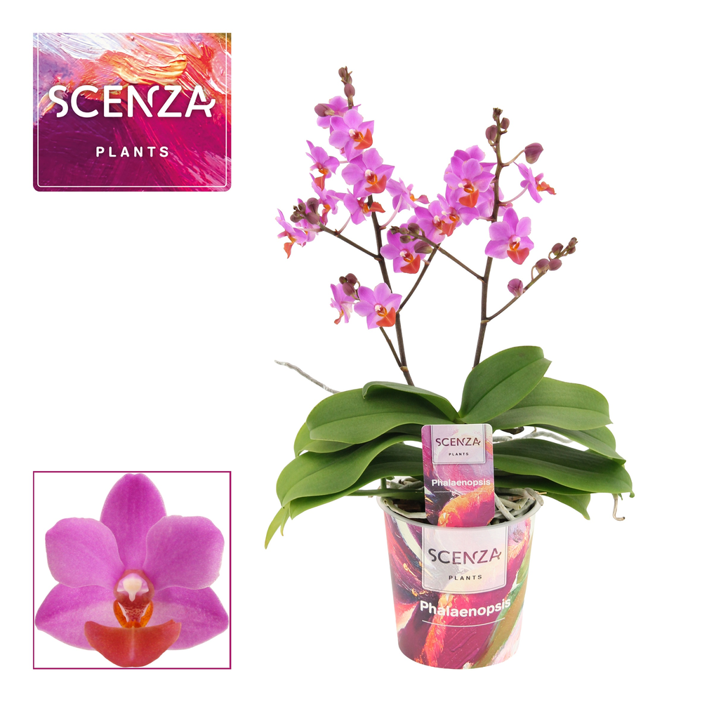 Phalaenopsis Table Mystery 2+ tak.