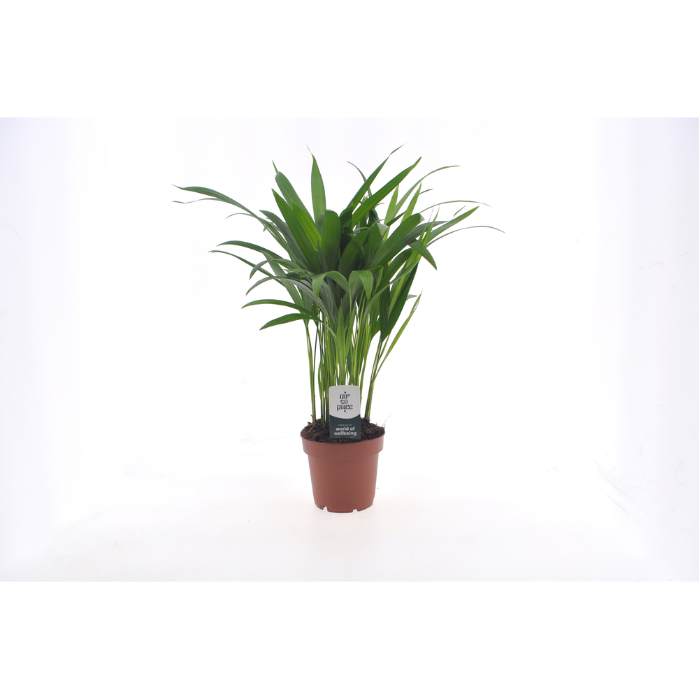 Dypsis lutescens (Areca) 12cm (zonder hoes).