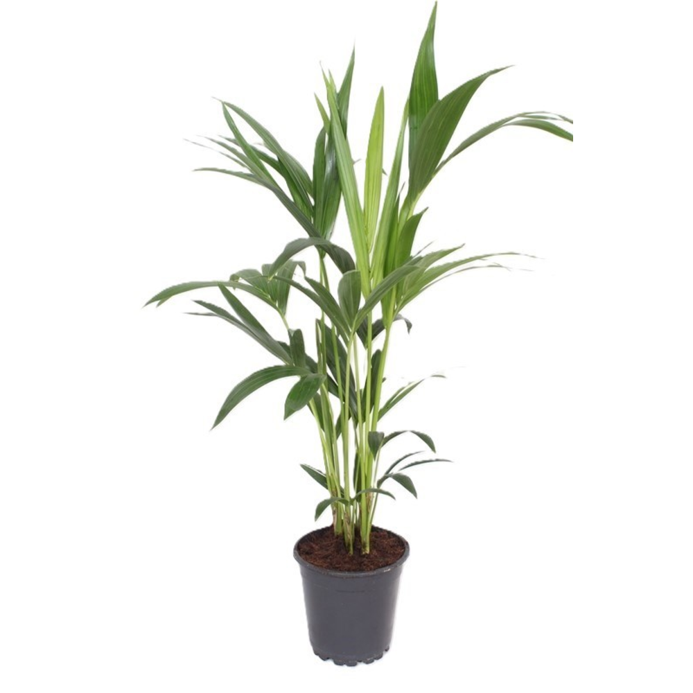 Howea forsteriana 4 per pot.