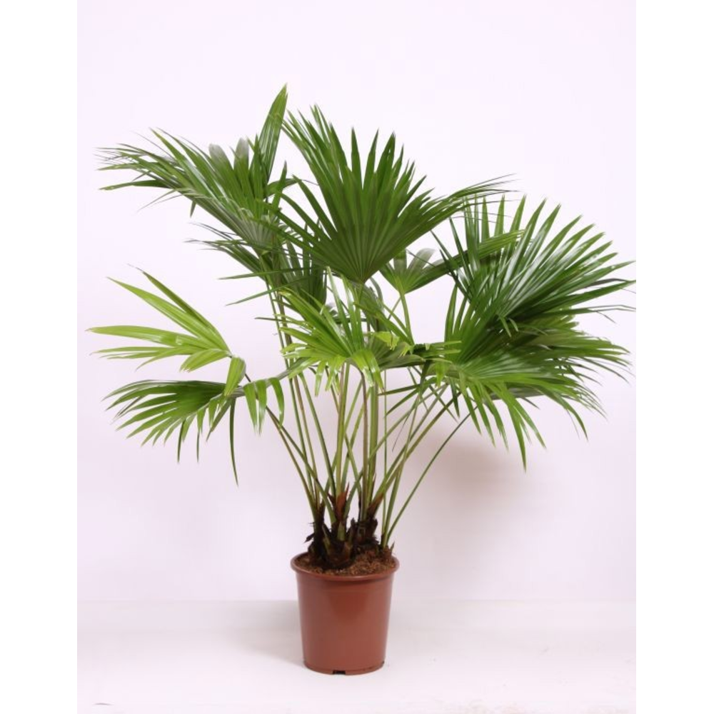 Livistona chinensis.