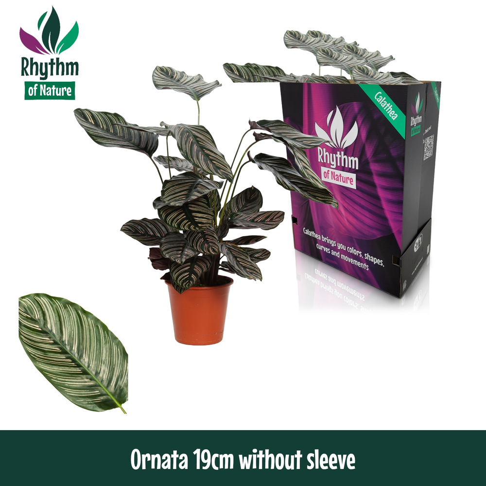 Calathea 19cm Ornata Rhythm of Nature zonder hoes.