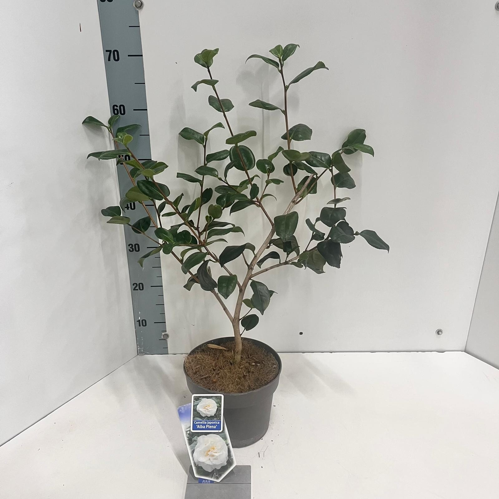 Camellia japonica 'Alba Plena'.