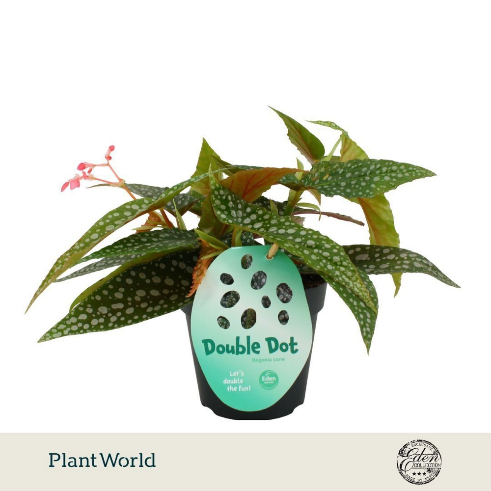Begonia cane Double Dot 12cm.