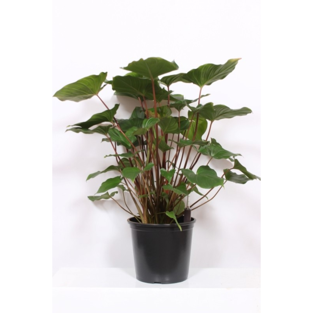 Homalomena rubescens Maggy.