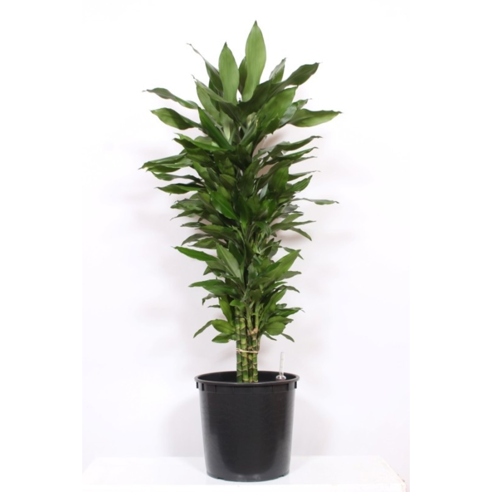 Dracaena Janet Lind.
