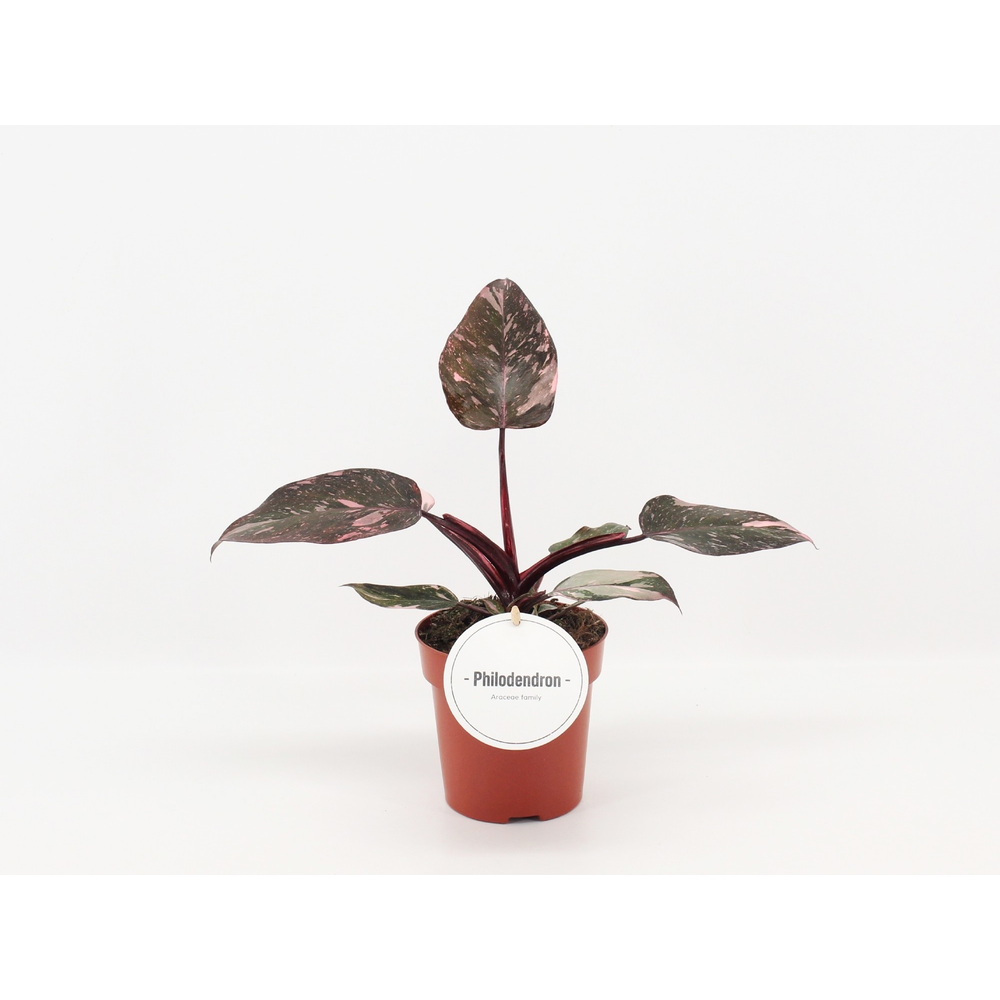 Philodendron Pink Princess.