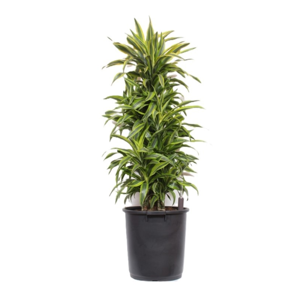 Dracaena Lemon Lime.