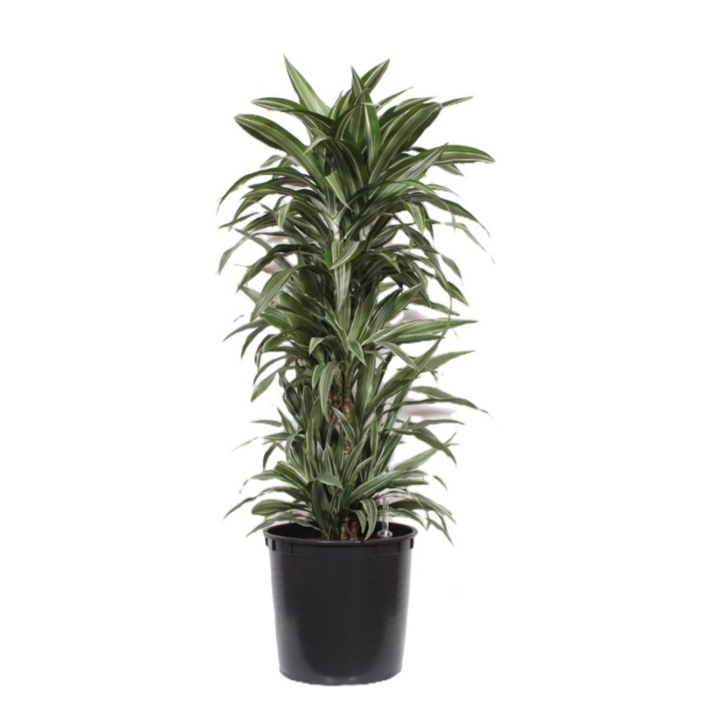 Dracaena Warneckei.