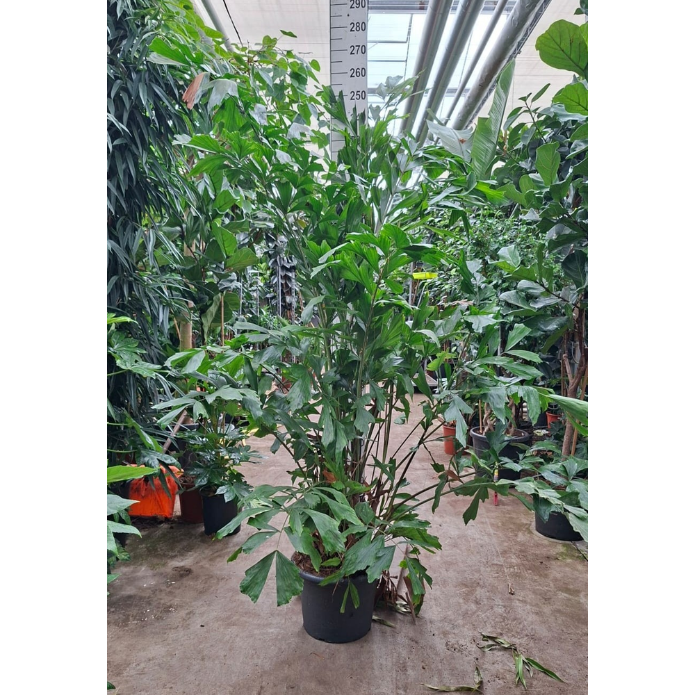 Caryota Mitis bush 240.