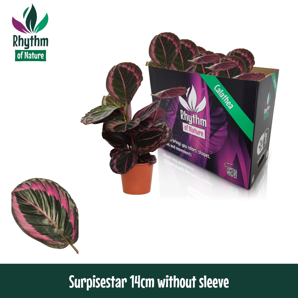 Calathea 14cm Surprisestar Rhythm of Nature zonder.