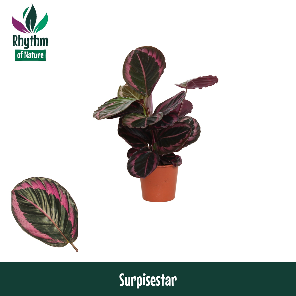 Calathea 14cm Surprisestar Rhythm of Nature.