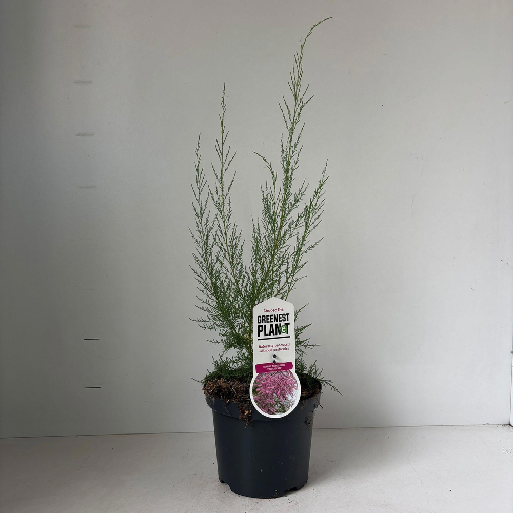 Tamarix ramosissima 'Pink Cascade'.
