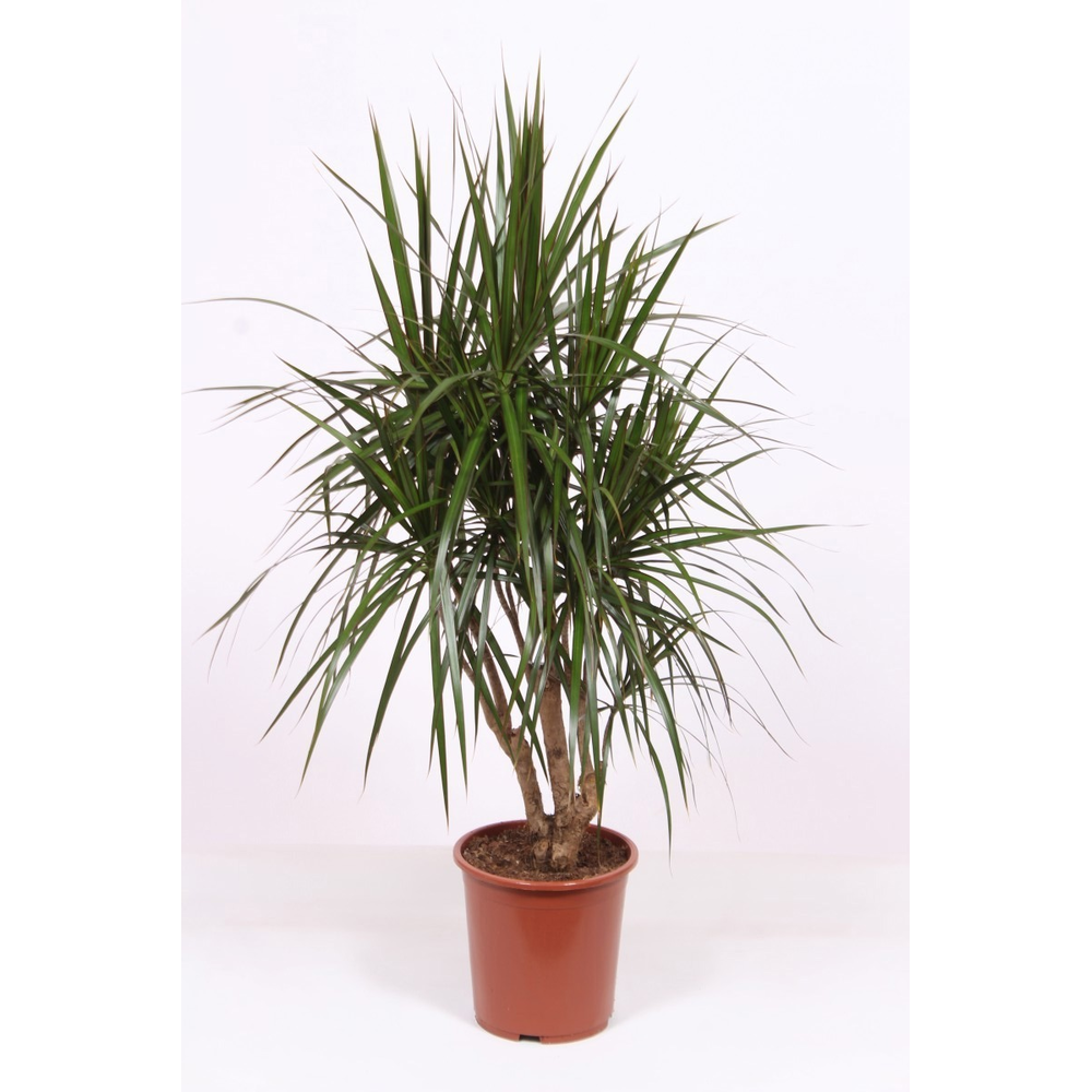 Dracaena marginata.