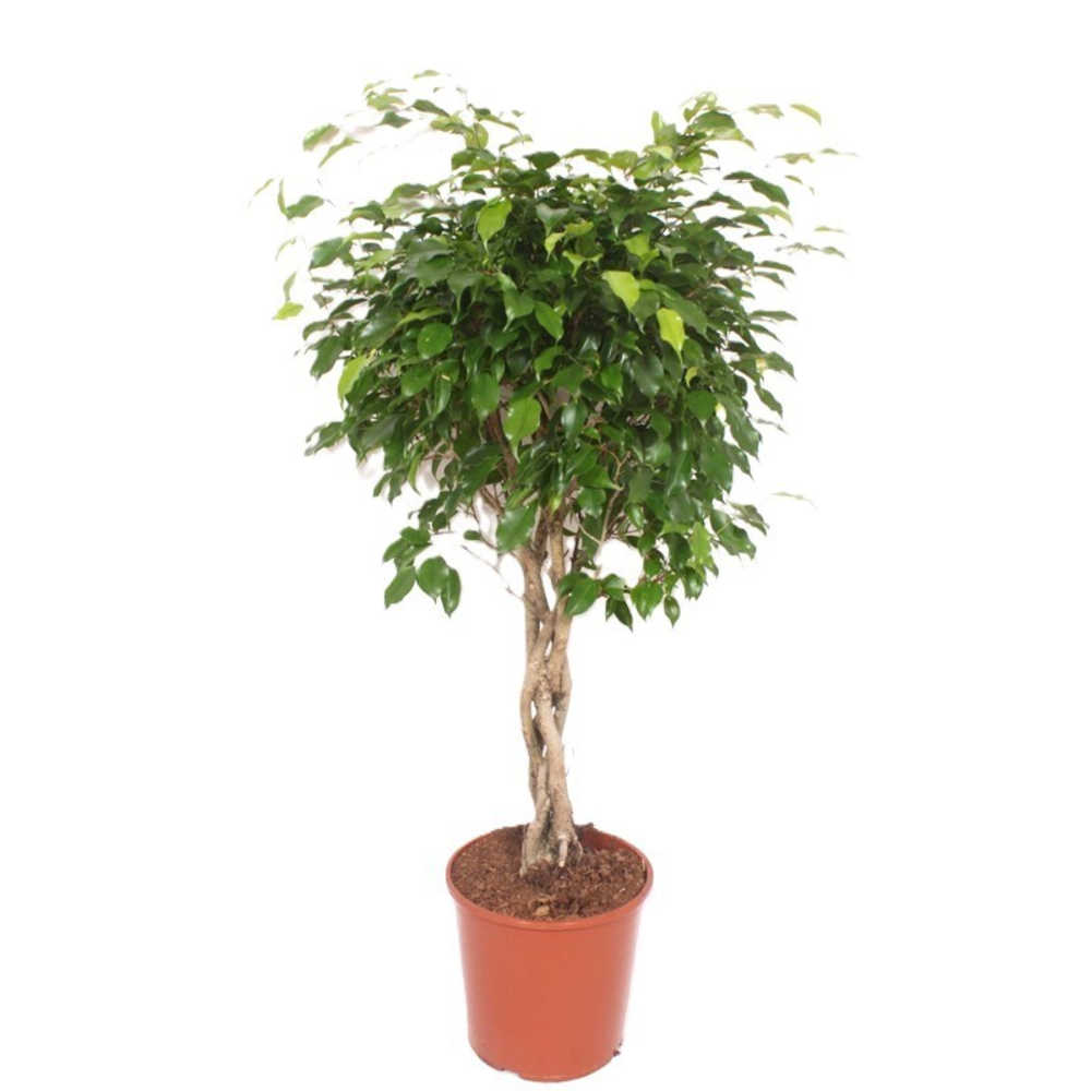 Ficus Exotica.
