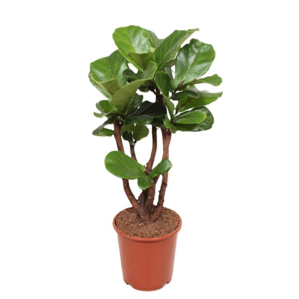 Ficus lyrata.