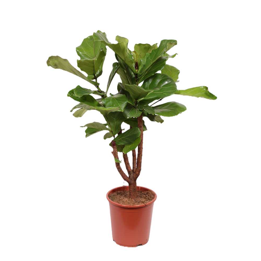Ficus lyrata.