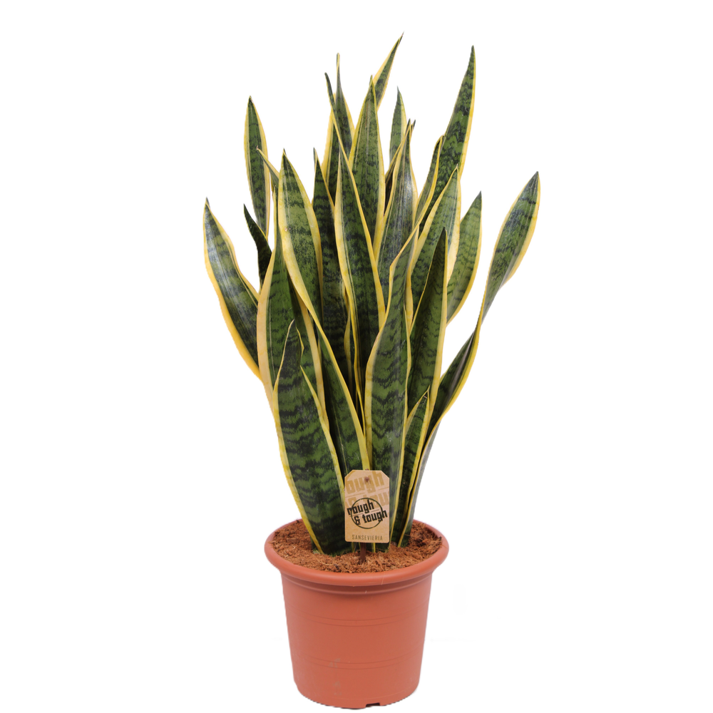Sansevieria Laurentii.