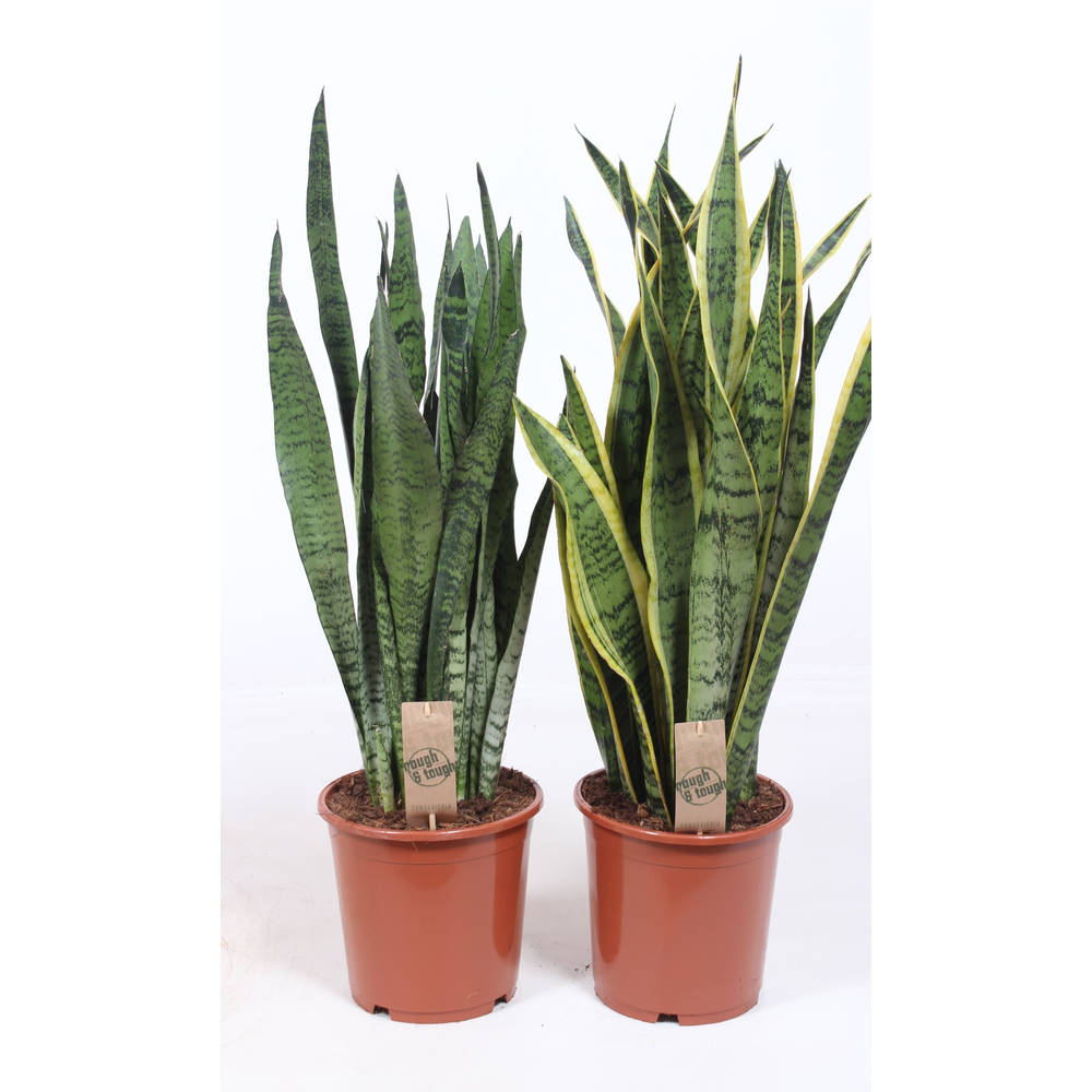 Sansevieria mix.