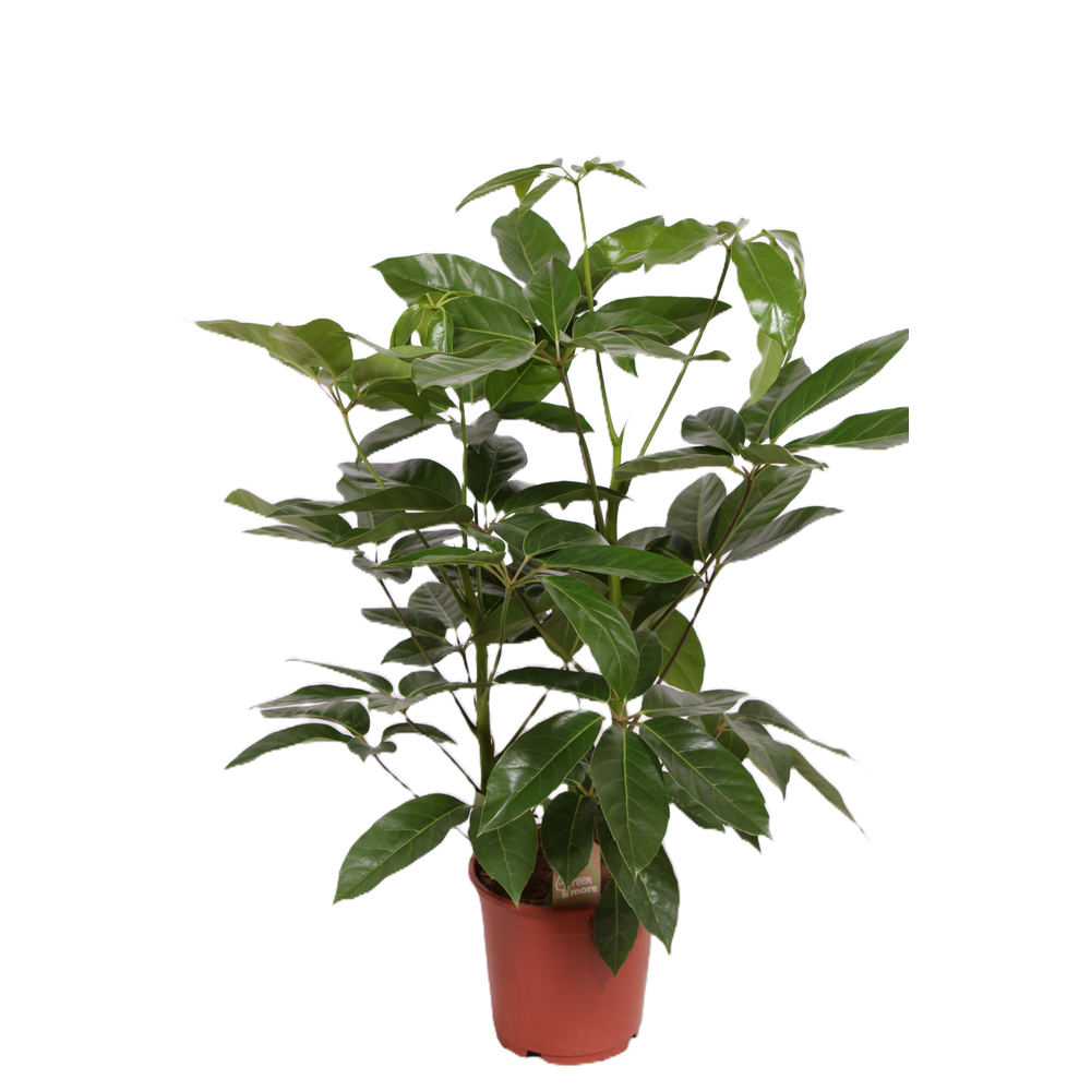 Schefflera actinophylla 'Amate'.