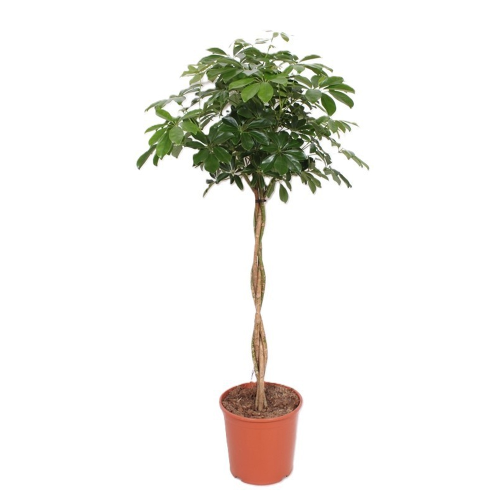 Schefflera arboricola 'Compacta'.