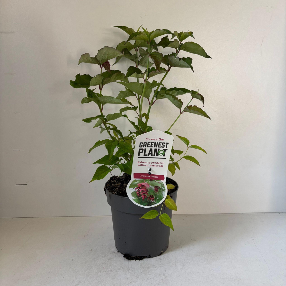 Leycesteria formosa.