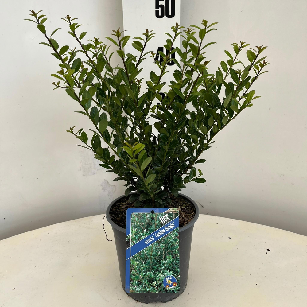 Ilex cren. 'Caroline Upright'.