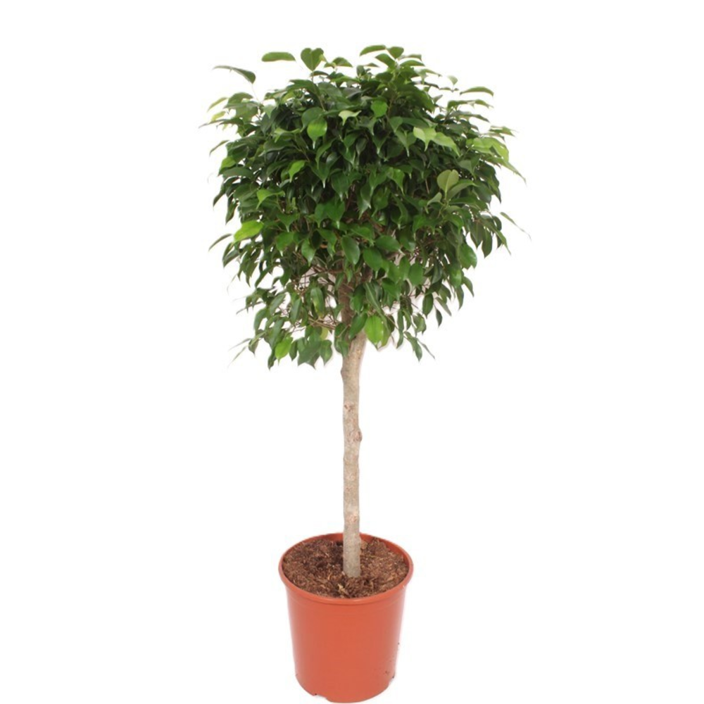 Ficus Columnar.