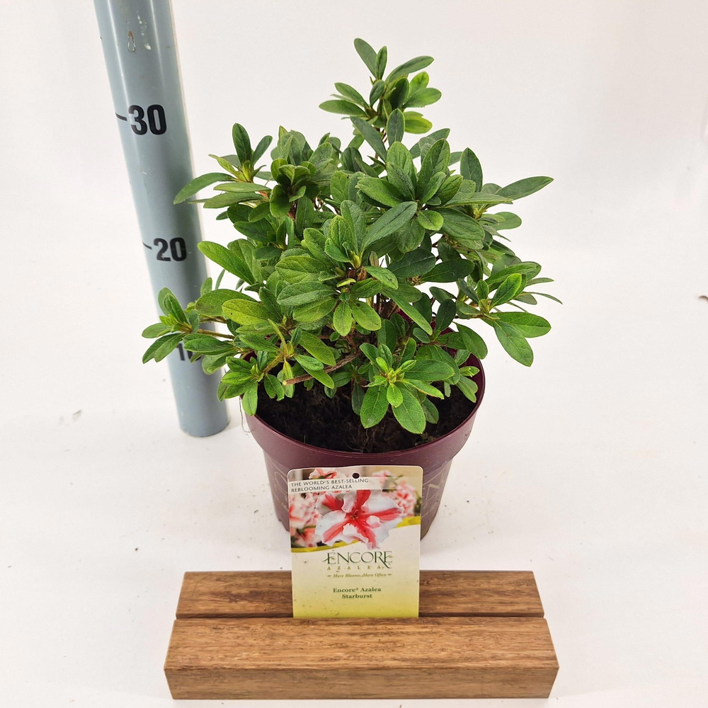 Rhododendron ENCORE® Autumn Starburst ('Robleze'PB.