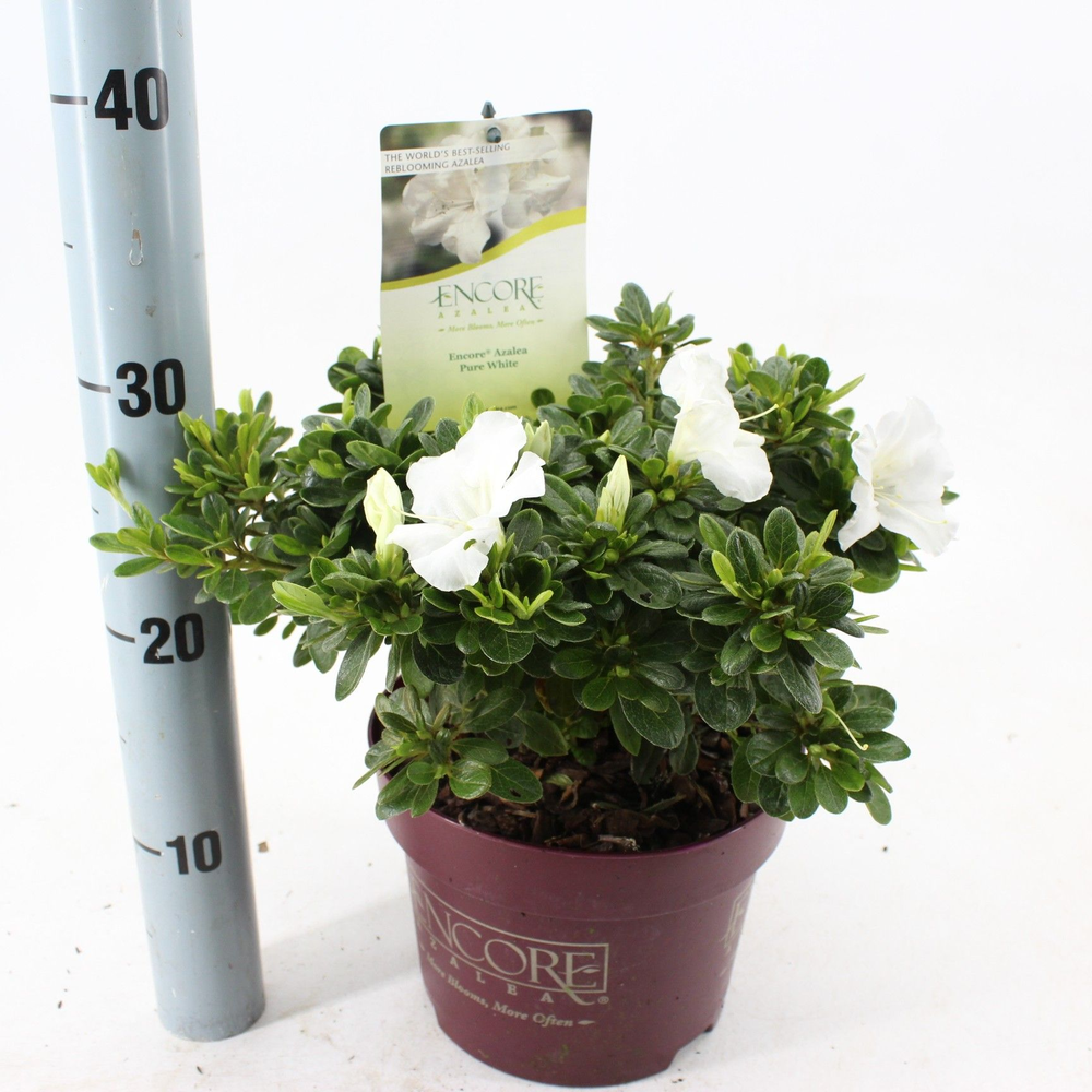 Rhododendron ENCORE® Pure White ('Homlea'PBR).
