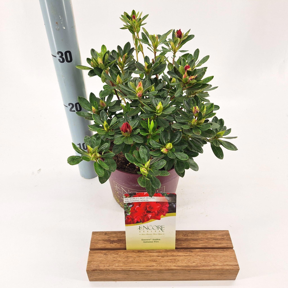 Rhododendron ENCORE® Autumn Fire ('Roblez'PBR).