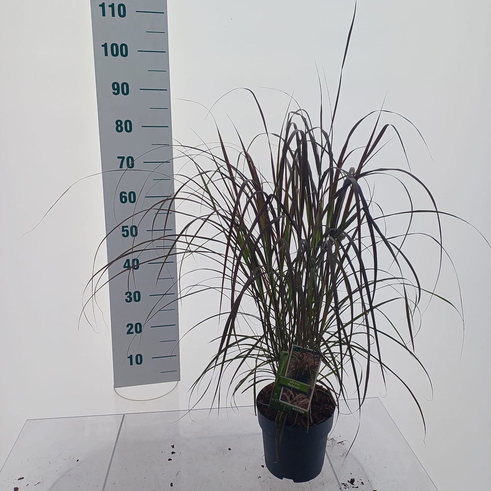 Pennisetum setaceum 'Rubrum'.