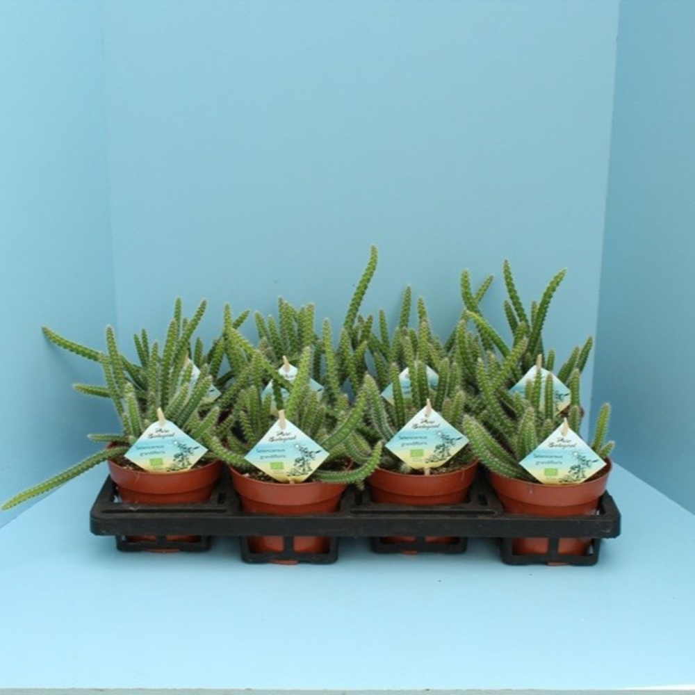 Bio Selenicereus grandiflorus 650-KvdN13.