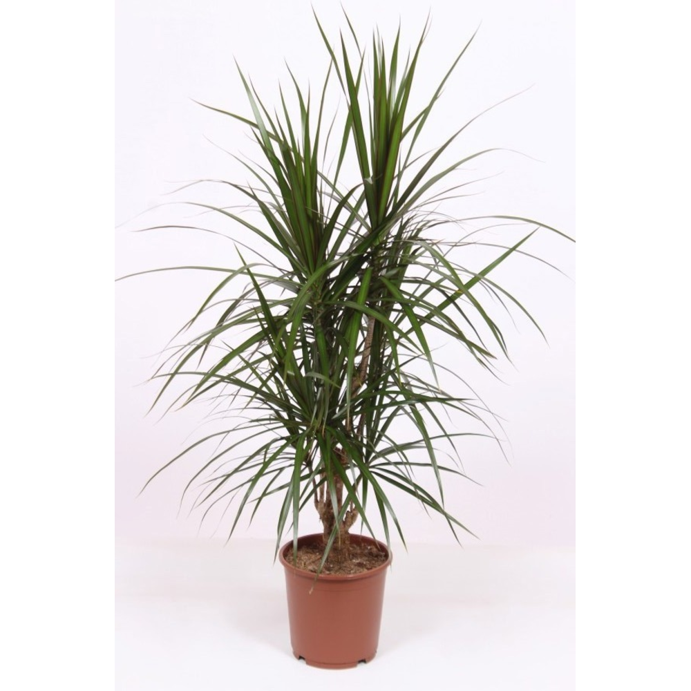 Dracaena marginata.