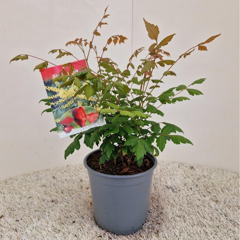 Koelreuteria paniculata.