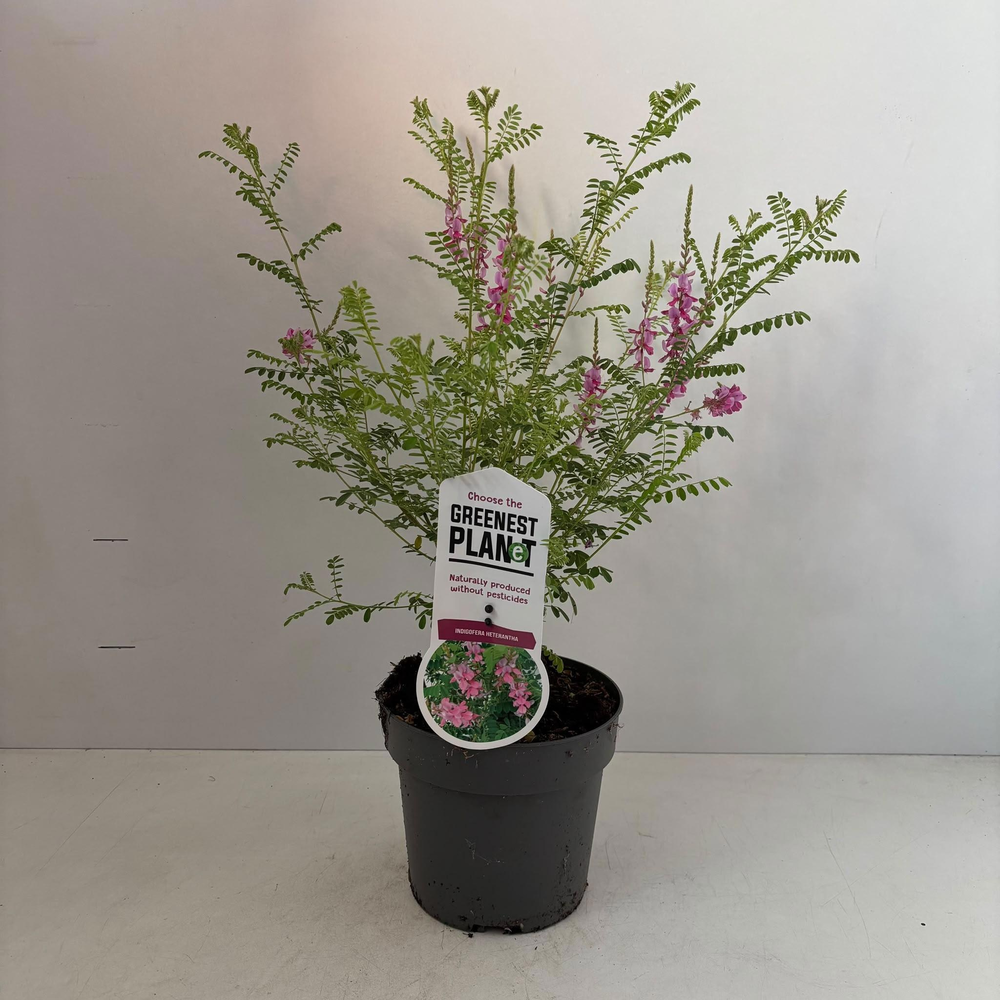 Indigofera heterantha.
