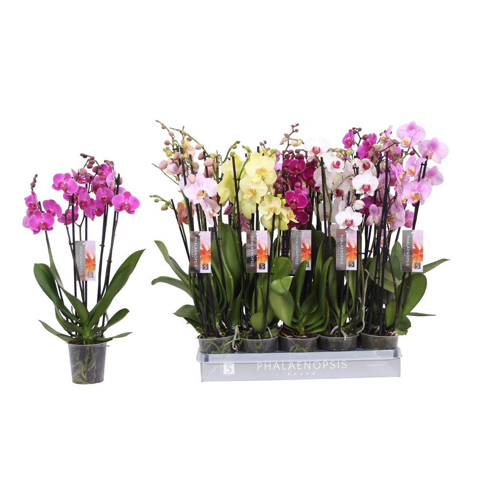 Phalaenopsis 6 color mix, 5-spike 30+.