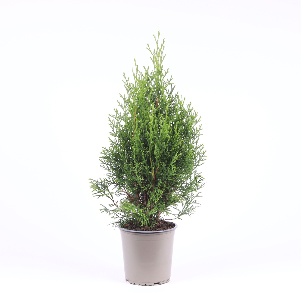 Thuja occidentalis 'Smaragd'.