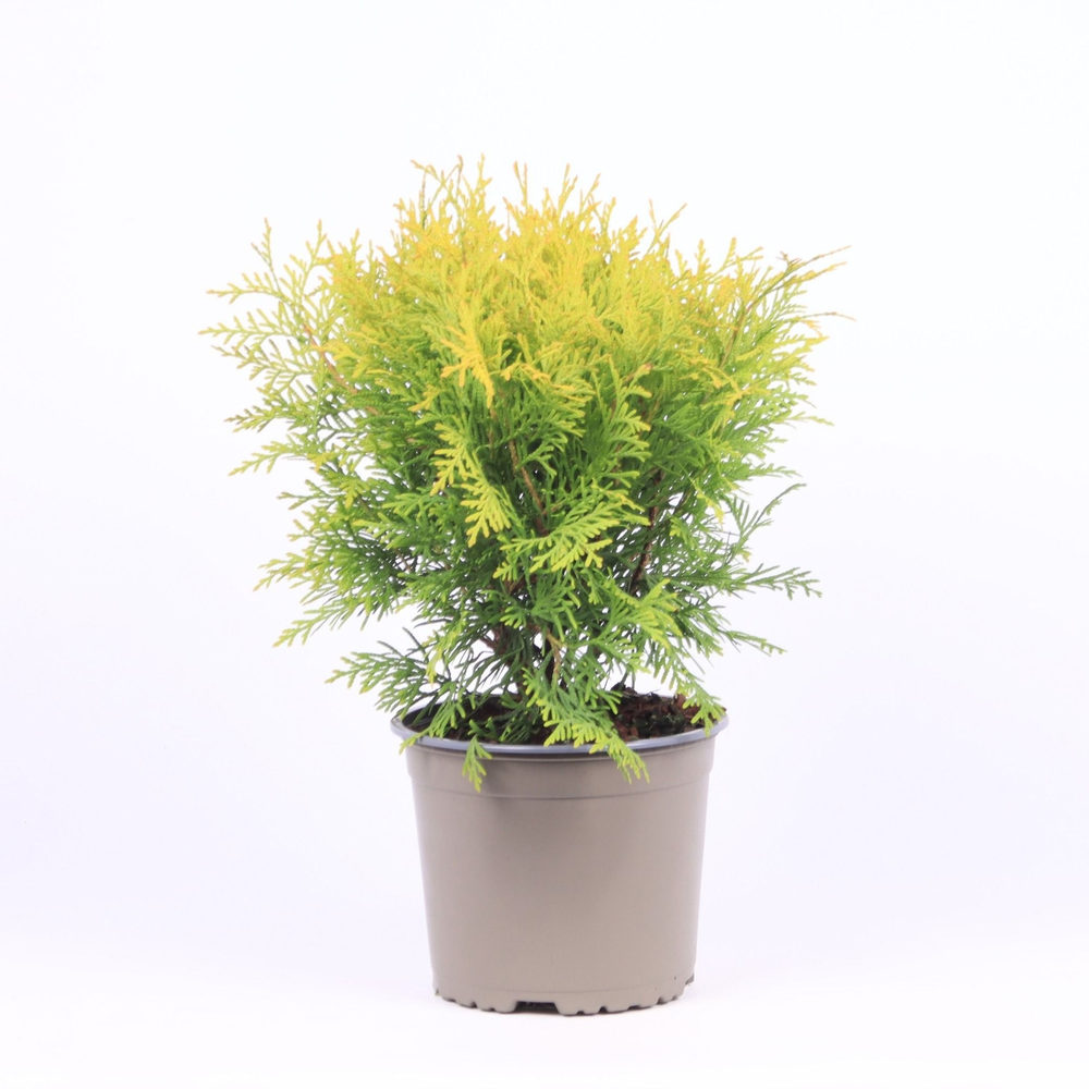 Thuja occidentalis 'Golden Globe'.